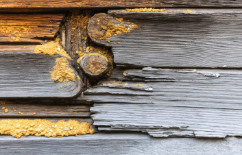 Jak chránit dřevostavbu: vlhkost, plíseň, škůdci a prevence